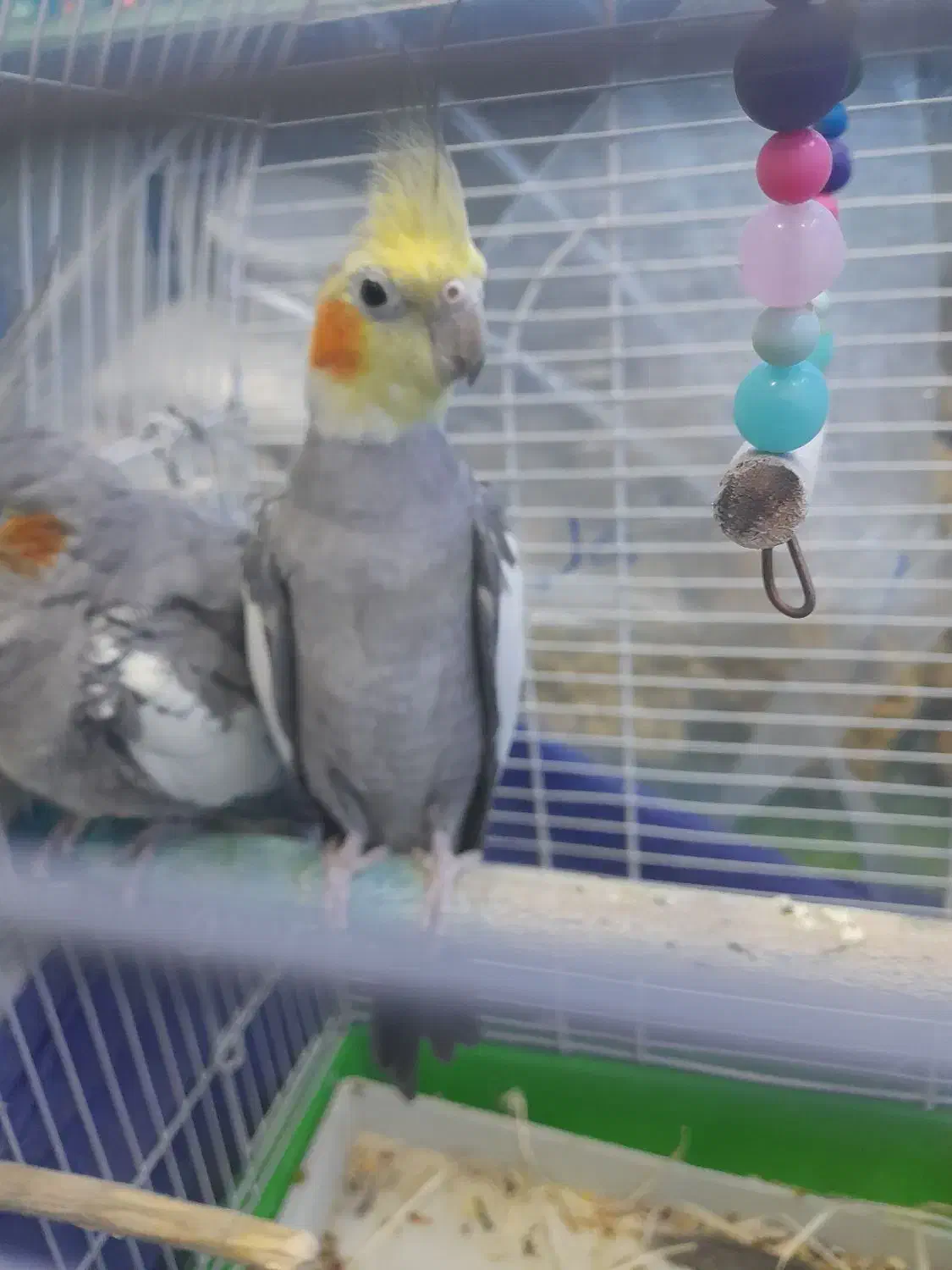 عروس هلندی به شرط جفت و تخم گذاری|پرنده|نسیمشهر, |دیوار