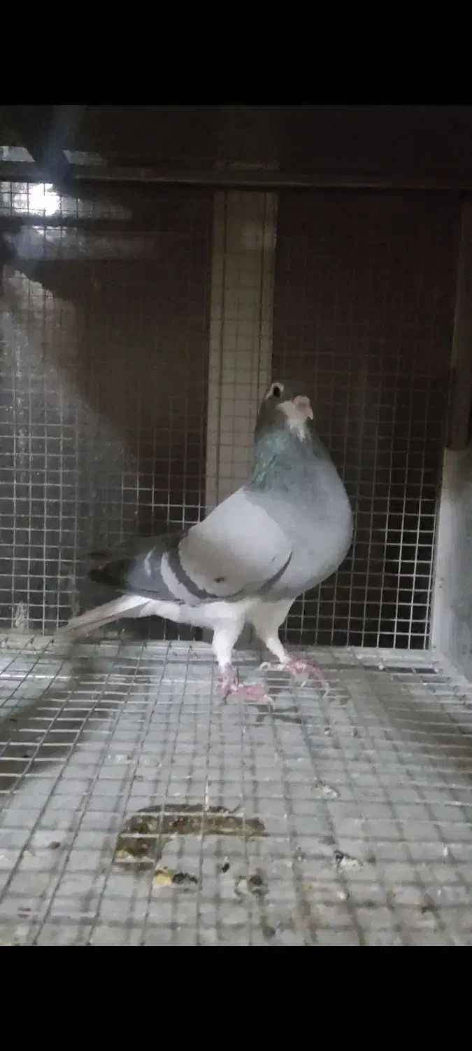 ماده خرقه روس|پرنده|اصفهان, شهرک کاوه|دیوار