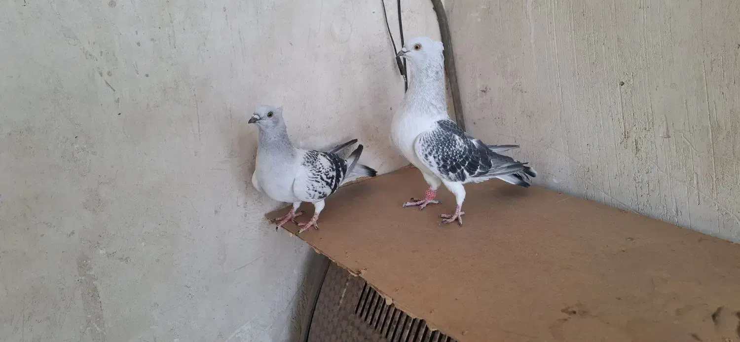 شامی کاکلی|پرنده|مشهد, نیزه|دیوار