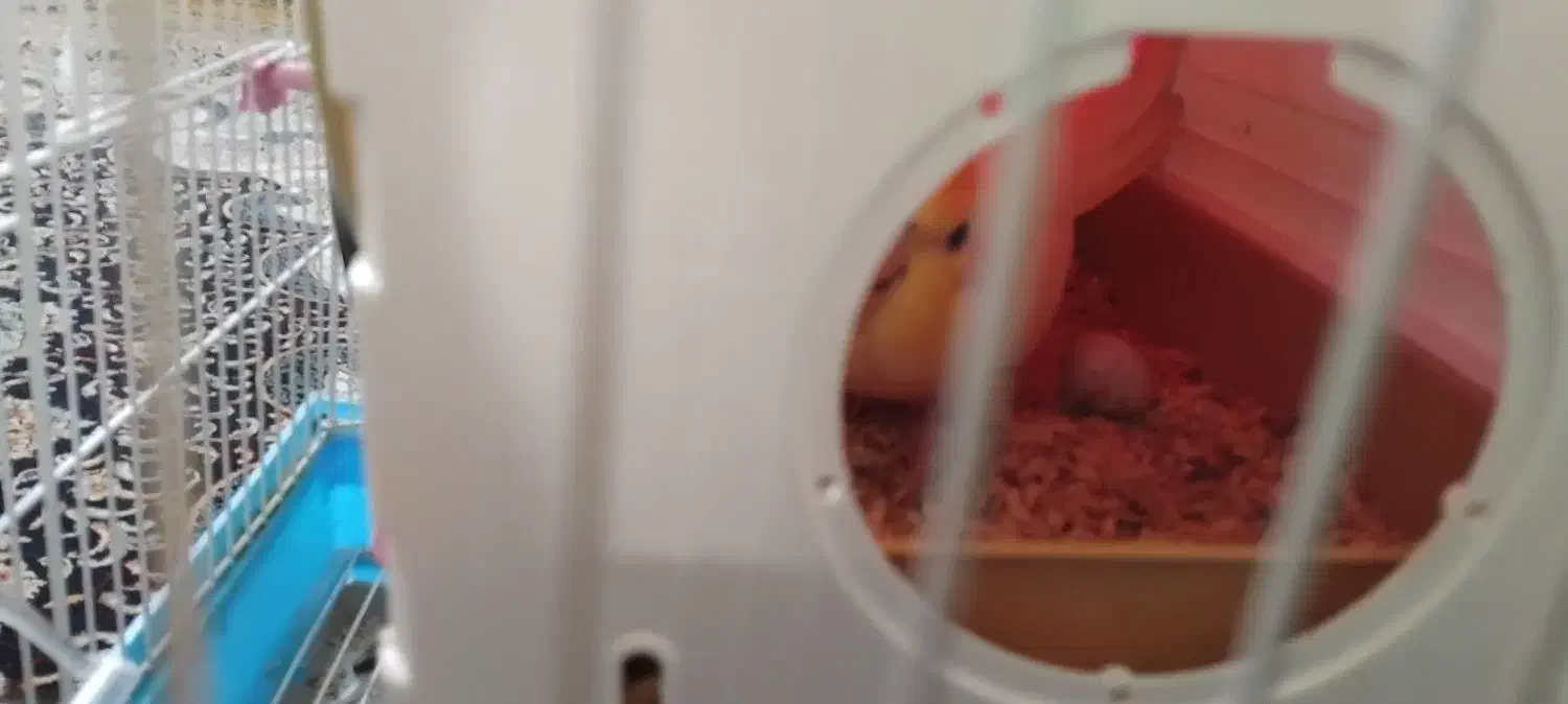 عروس هلندی|پرنده|شیراز, شهرک مفتح|دیوار