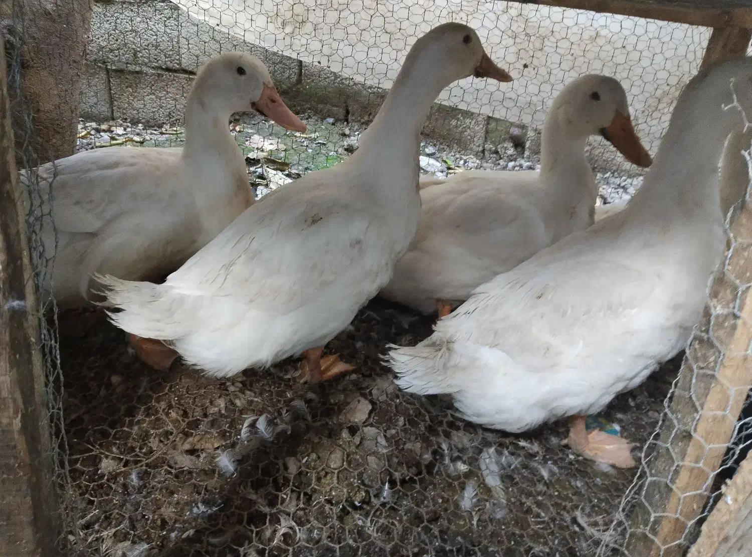 مرغ و خروس بزرگ و اردک|حیوانات مزرعه|آمل, |دیوار
