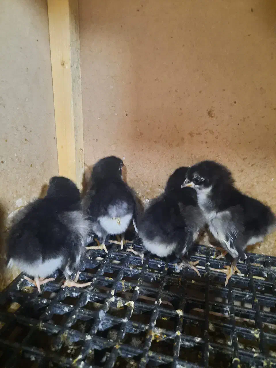 جوجه استرالوپ|حیوانات مزرعه|خمینیشهر, |دیوار