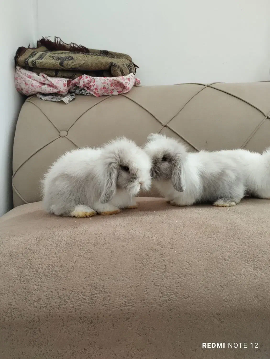 بچه خرگوش لوپ اصل|موش و خرگوش|تربت جام, حافظ|دیوار