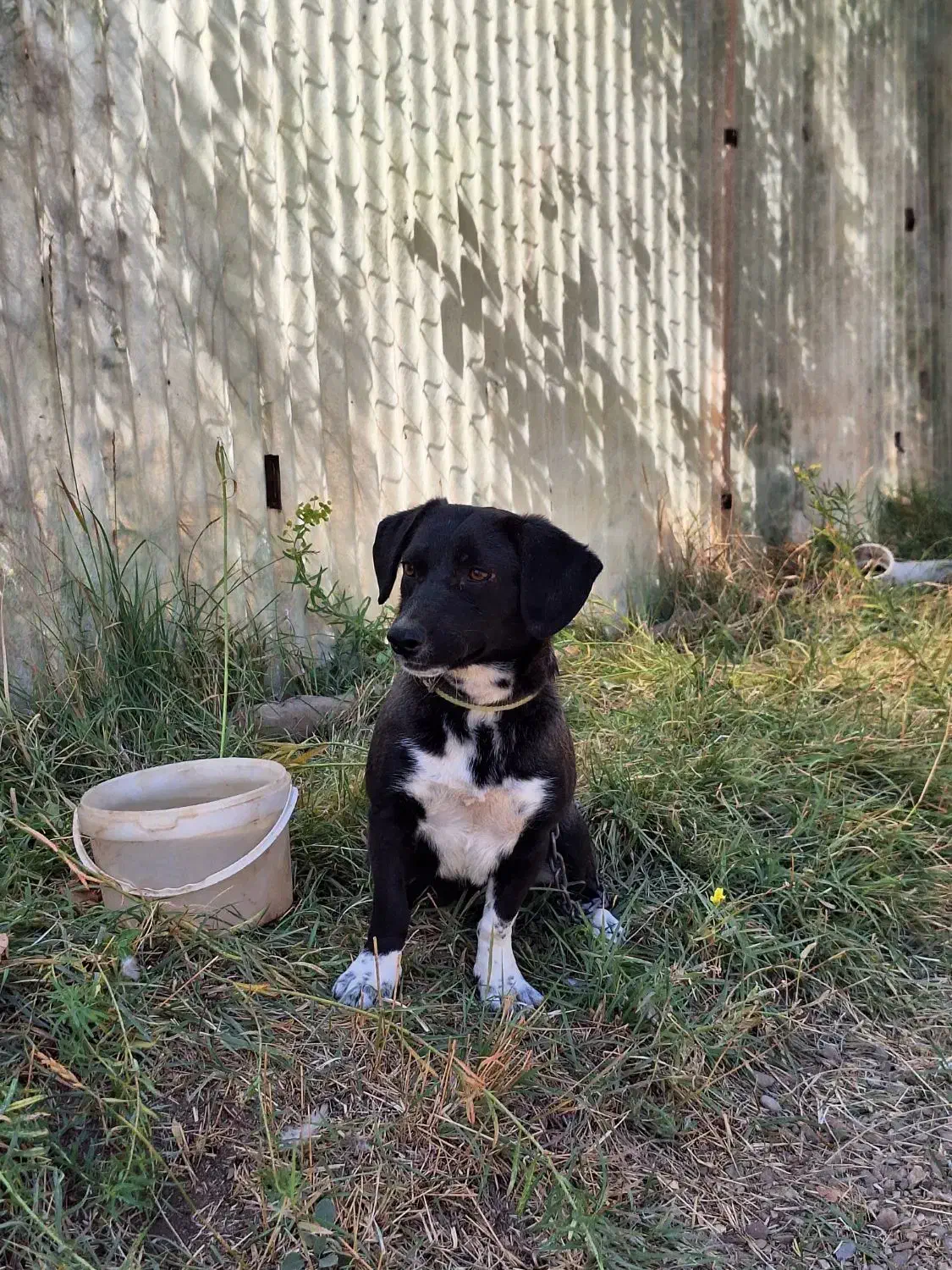 فروش سگ|سگ|ابهر, |دیوار