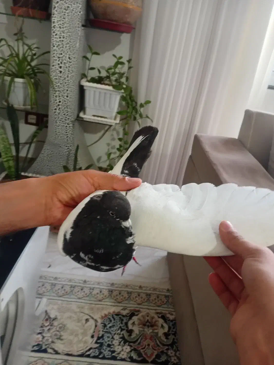 ماده پروازی زیبا|پرنده|گرمی, |دیوار