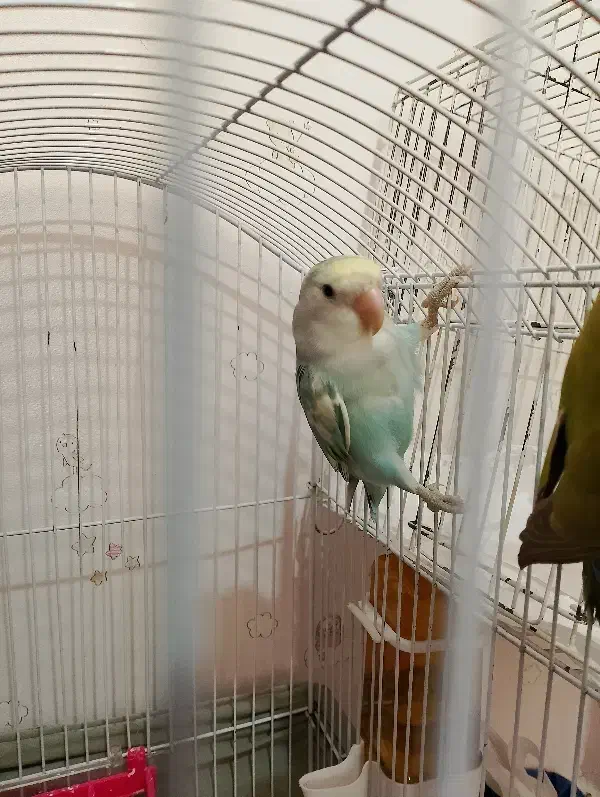 طوطی برزیلی خاص و زیبا|پرنده|تهران, حر|دیوار