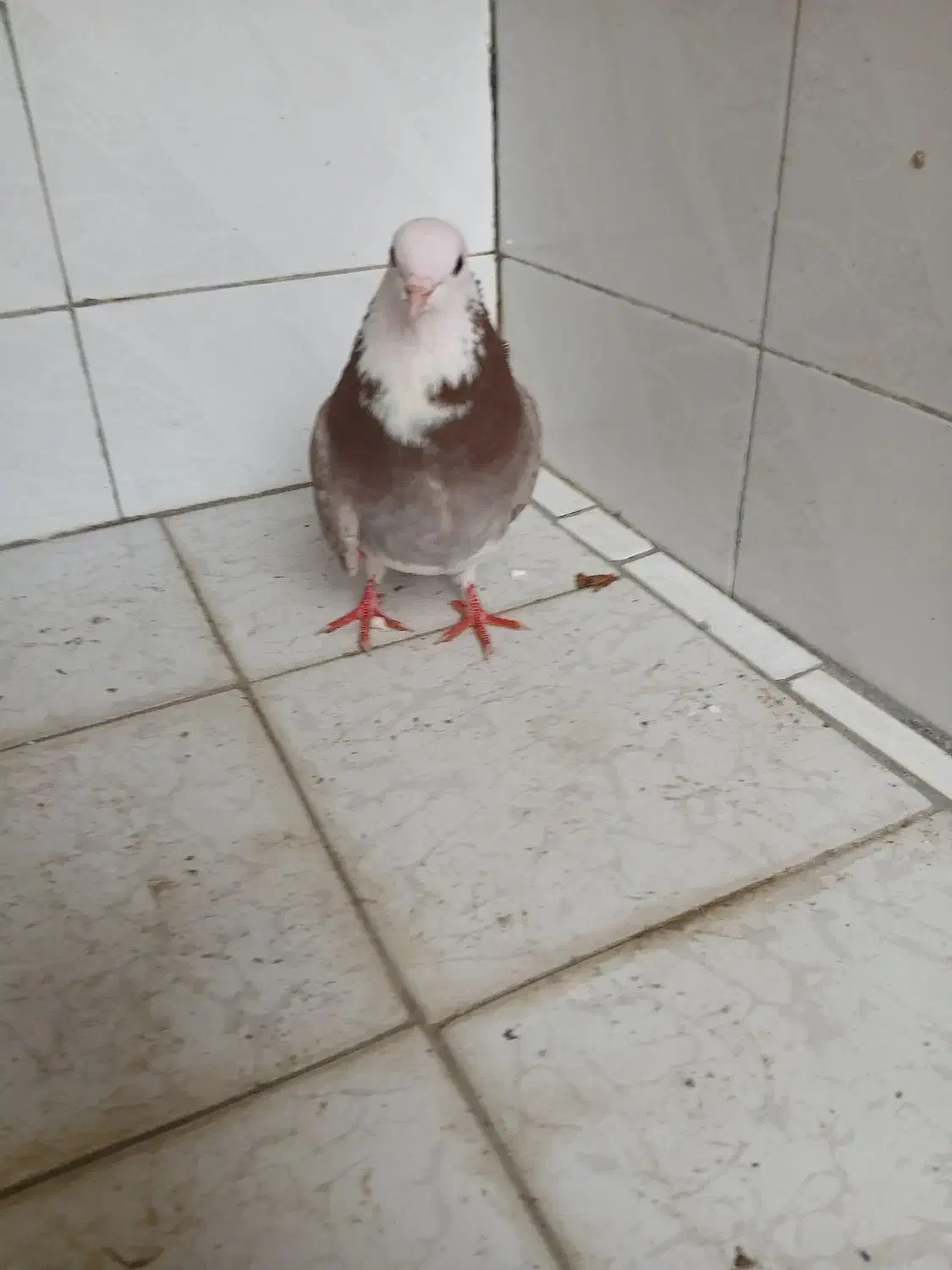 کبوترشازده|پرنده|سیلاخور, |دیوار