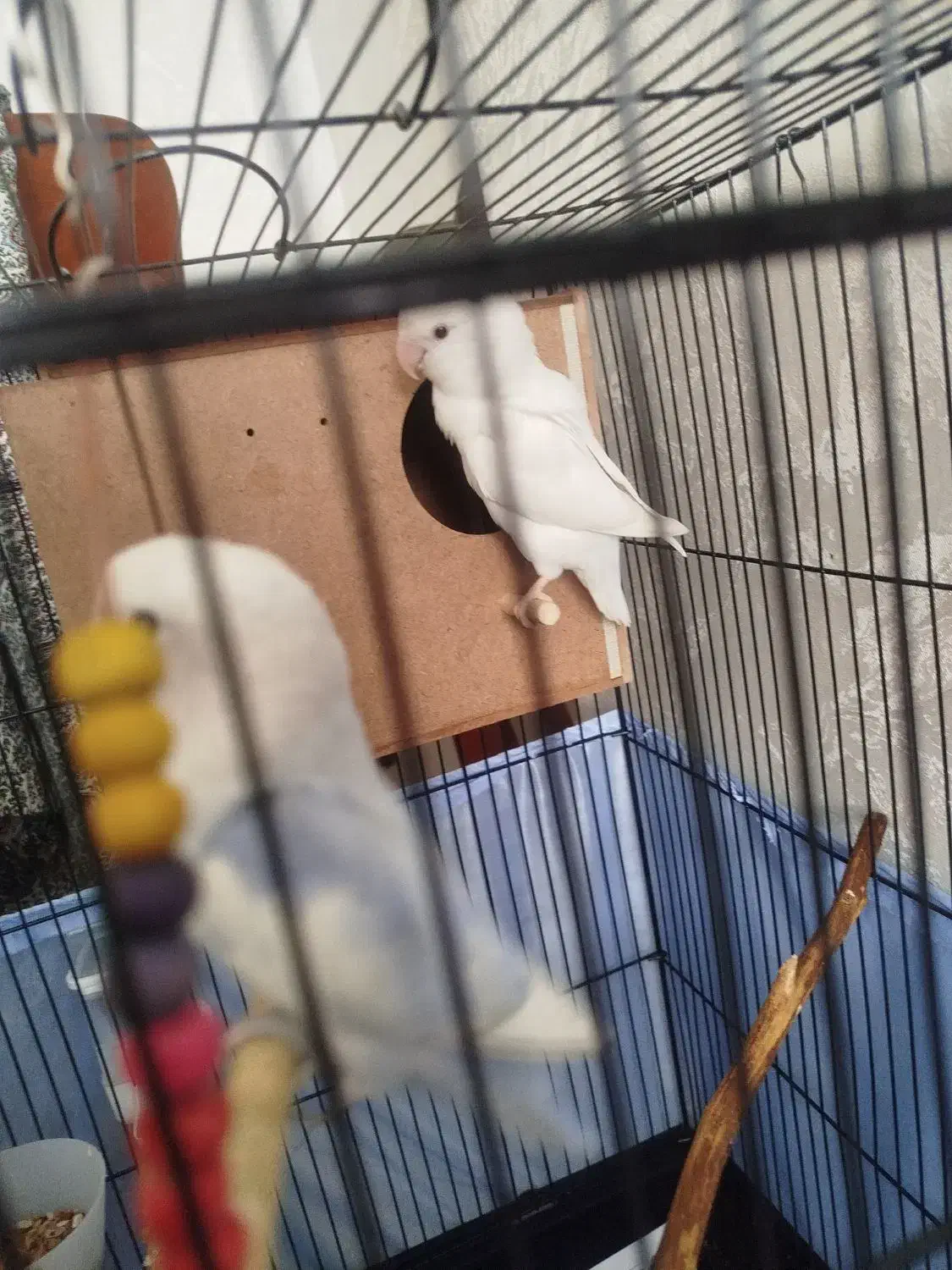 طوطی برزیلی|پرنده|ری, ولی آباد|دیوار