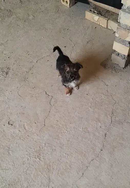 پاکوتا اشپیتزو|سگ|گنبد کاووس, |دیوار