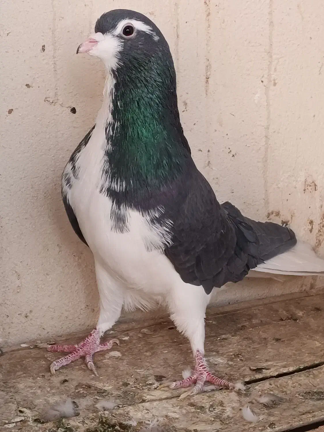 کبوتر دمگیر بدرنگ طوقی شیرازی|پرنده|شاهین‌شهر, نبوت|دیوار