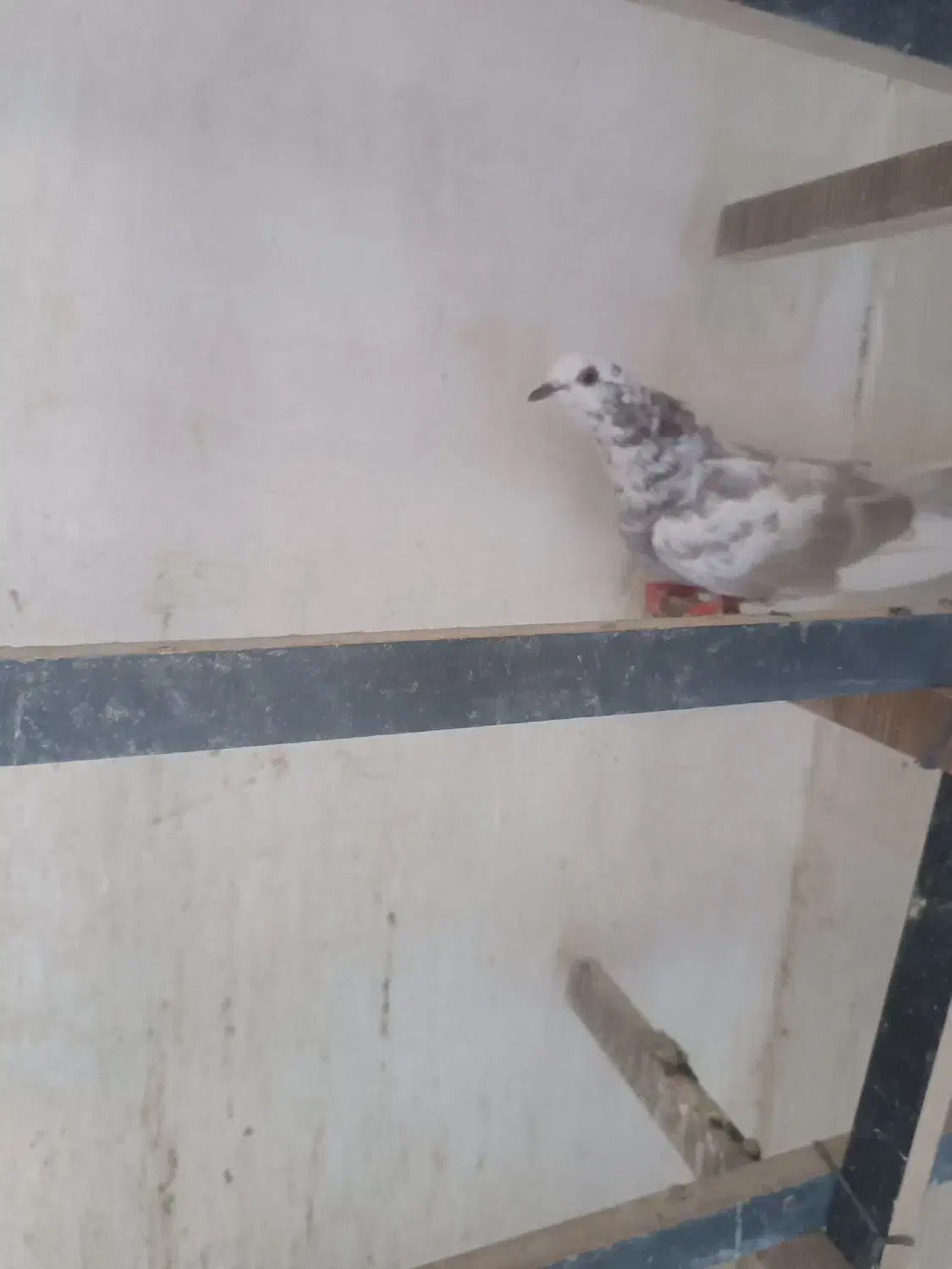 جوجه مفلق|پرنده|کاشان, پشت شهربانی|دیوار