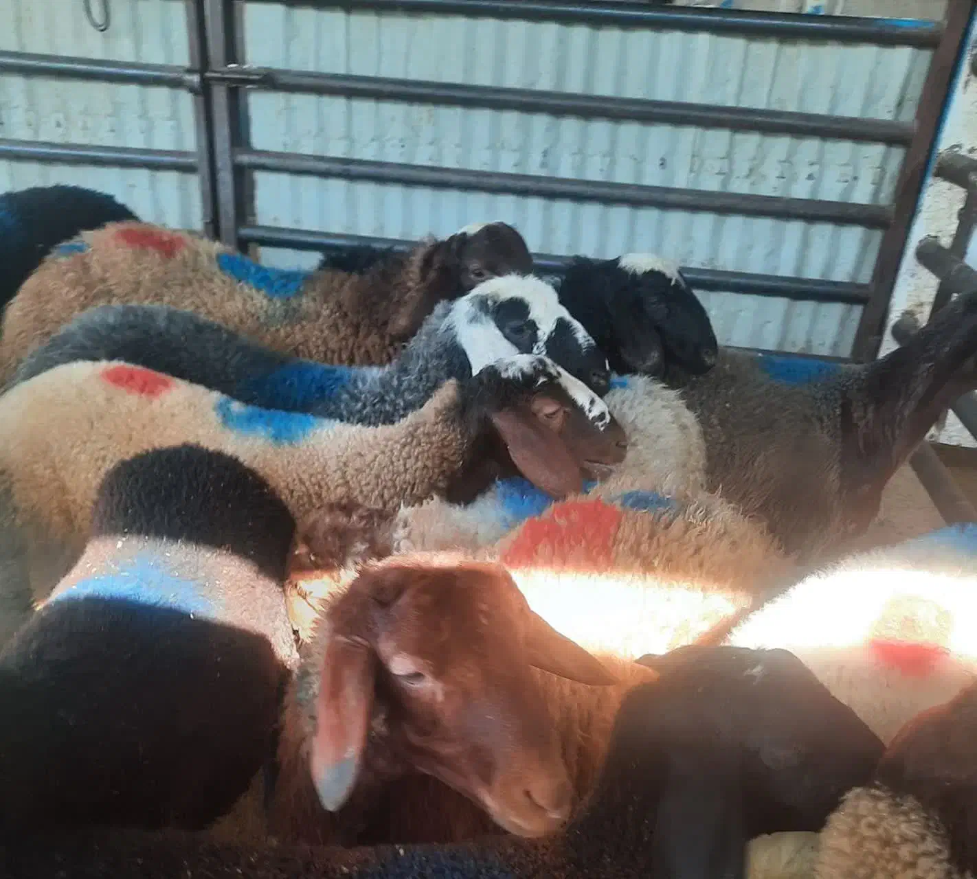 قصاب گوسفند زنده|خدمات پذیرایی، مراسم|قم, نیروگاه|دیوار