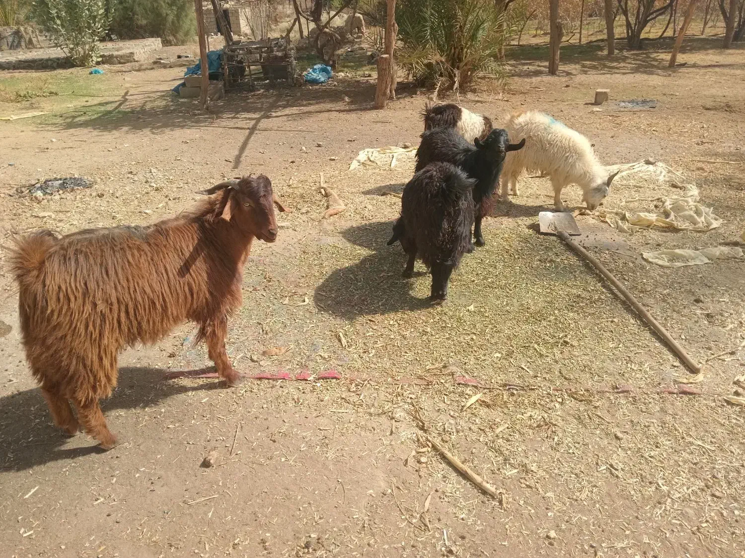 ده عدد کهره نر|حیوانات مزرعه|صوغان, |دیوار