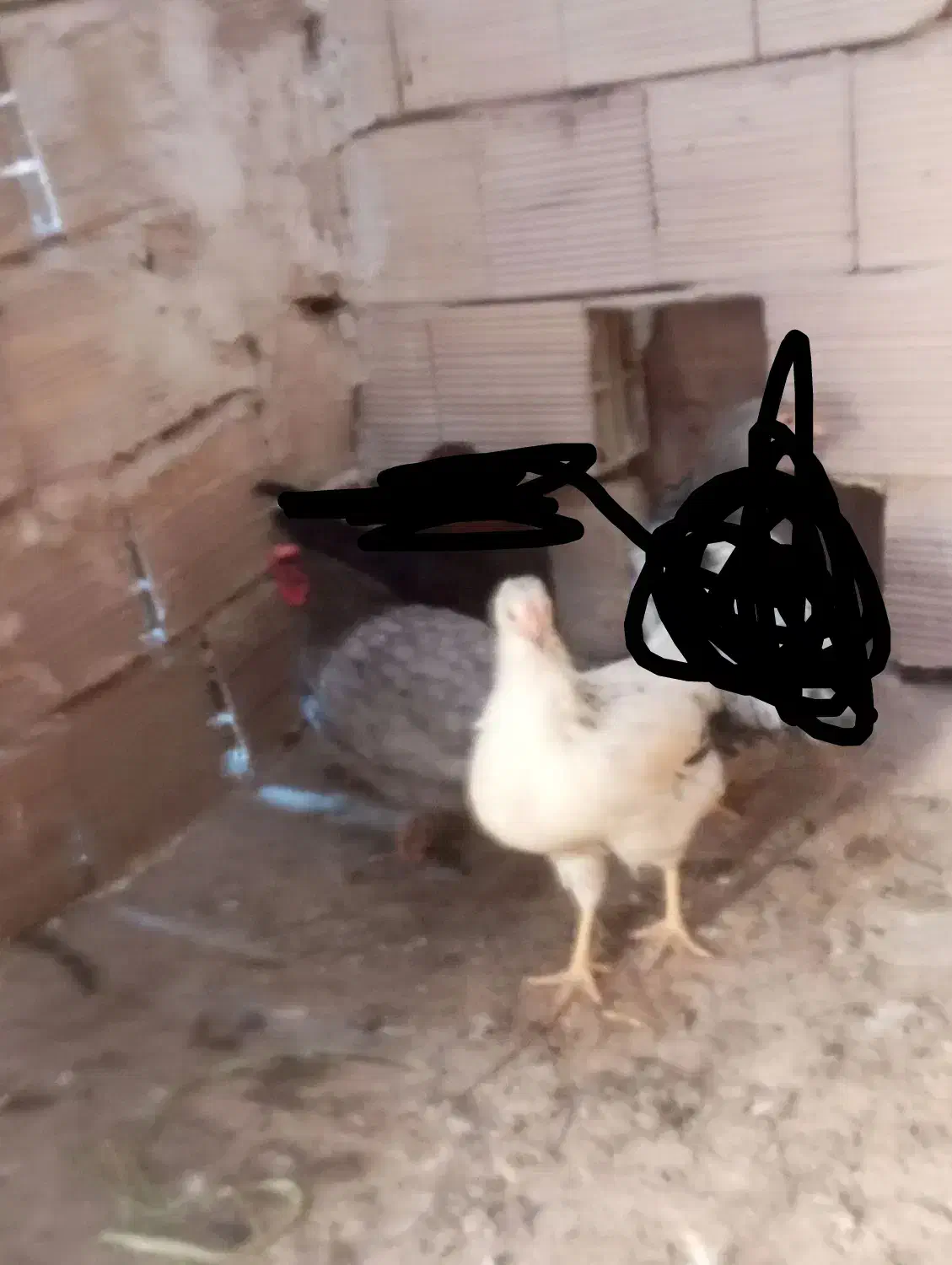 مرغو خروس و بوقلمون بیوتی 6 و غاز|حیوانات مزرعه|الوند, |دیوار