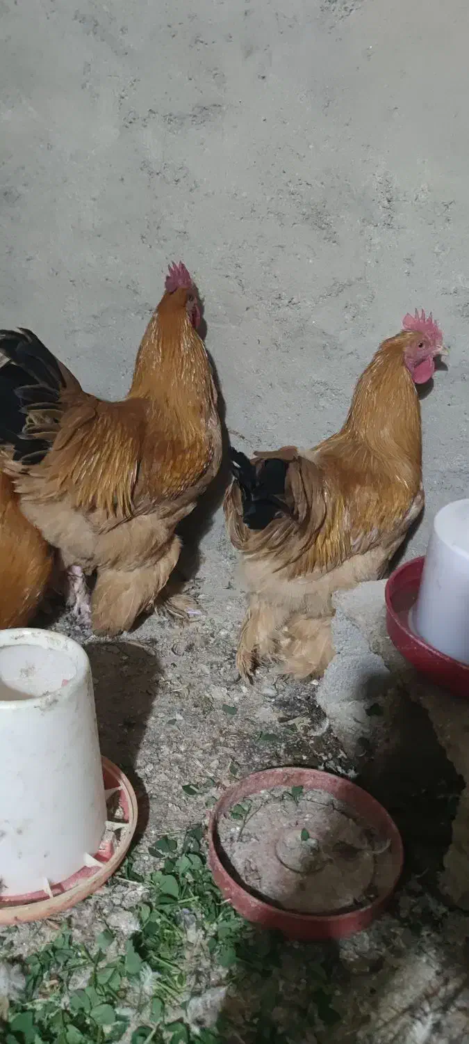 مرغ برهما طلایی|حیوانات مزرعه|مرند, |دیوار