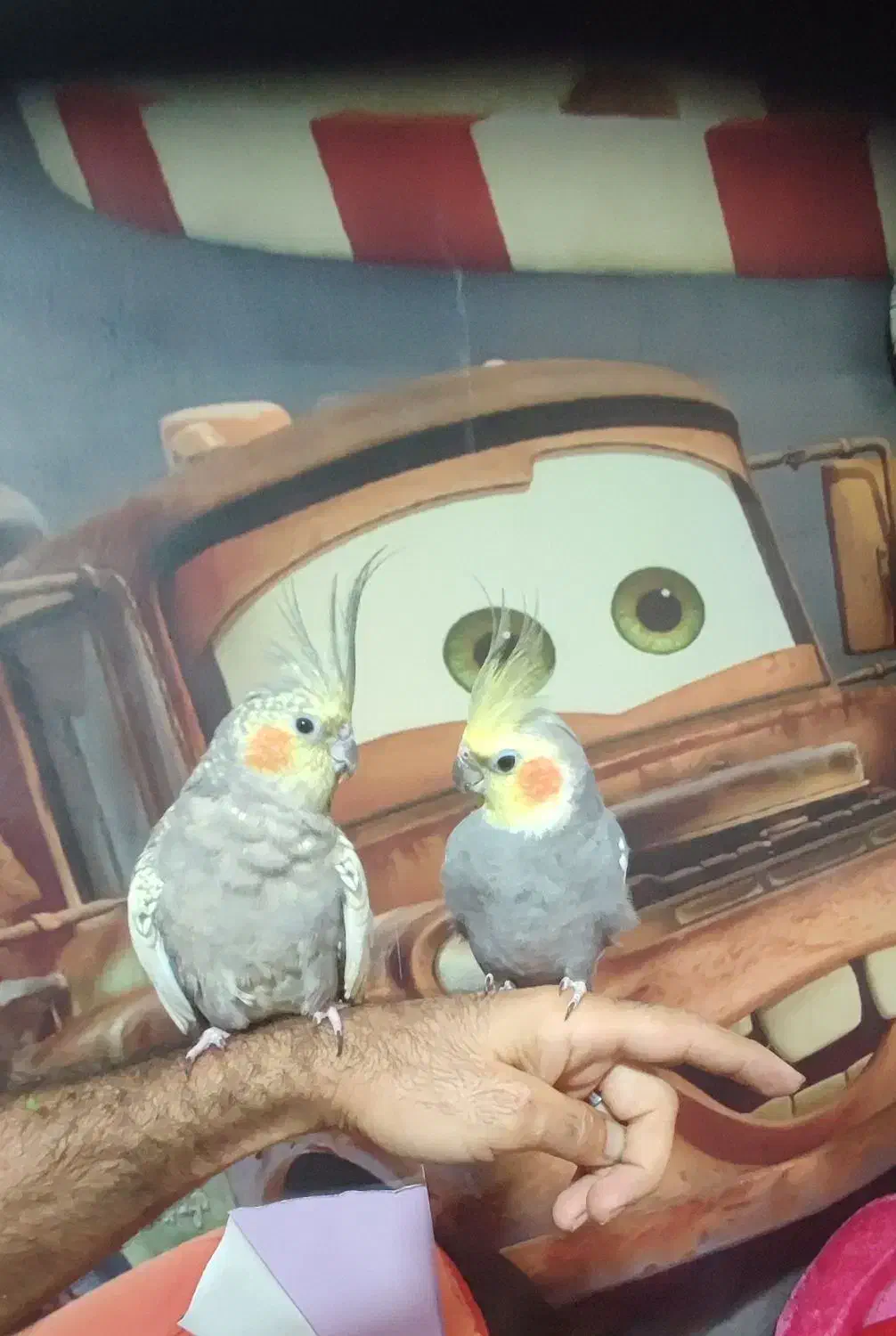 عروس هلندی جفت|پرنده|لاهیجان, کوی زمانی|دیوار