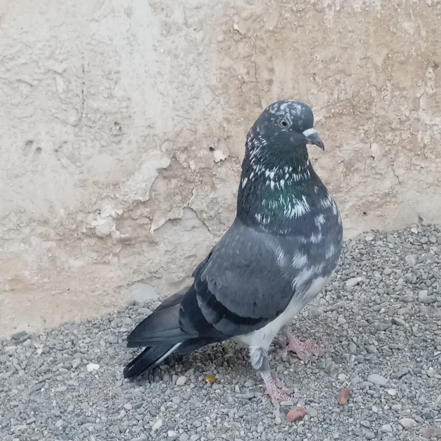 کبوتر|پرنده|میناب, |دیوار