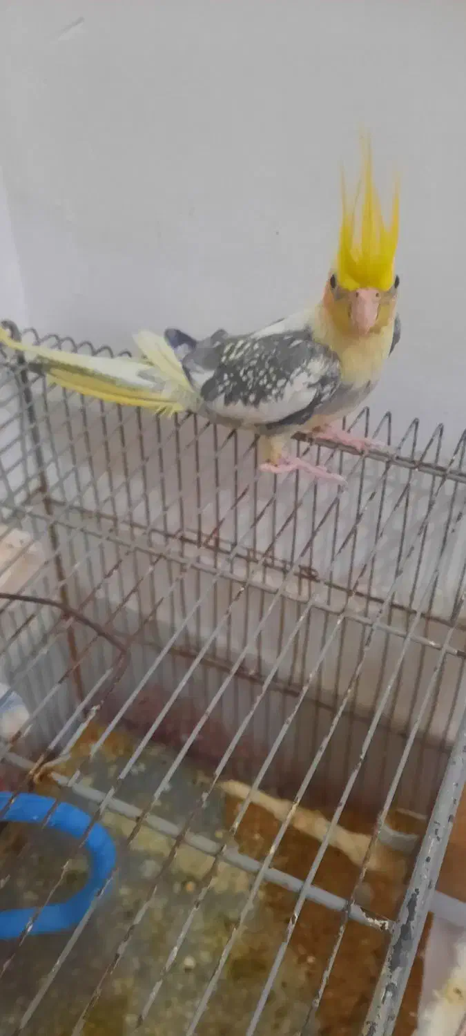 عروس هلندی|پرنده|طبس, |دیوار