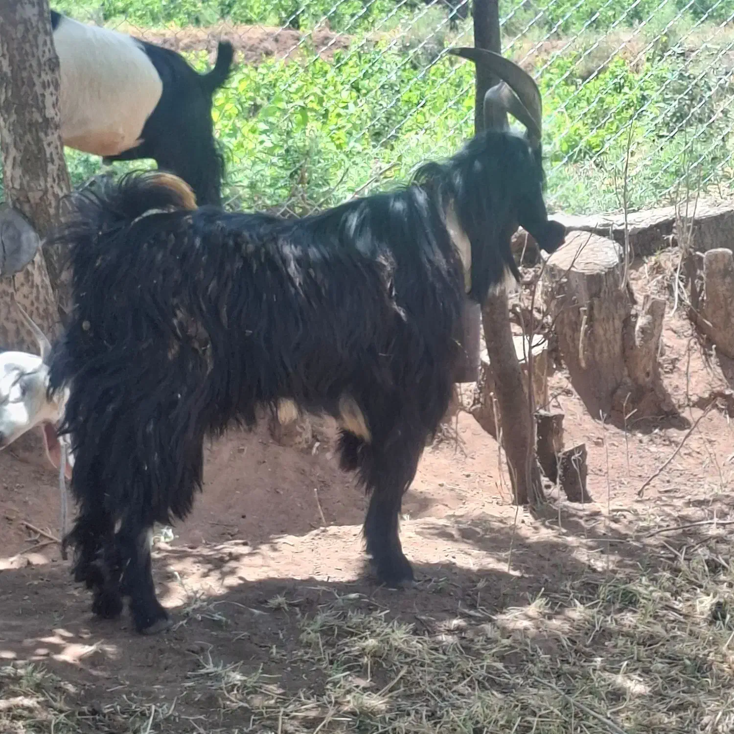 نربز|حیوانات مزرعه|قزوین, |دیوار