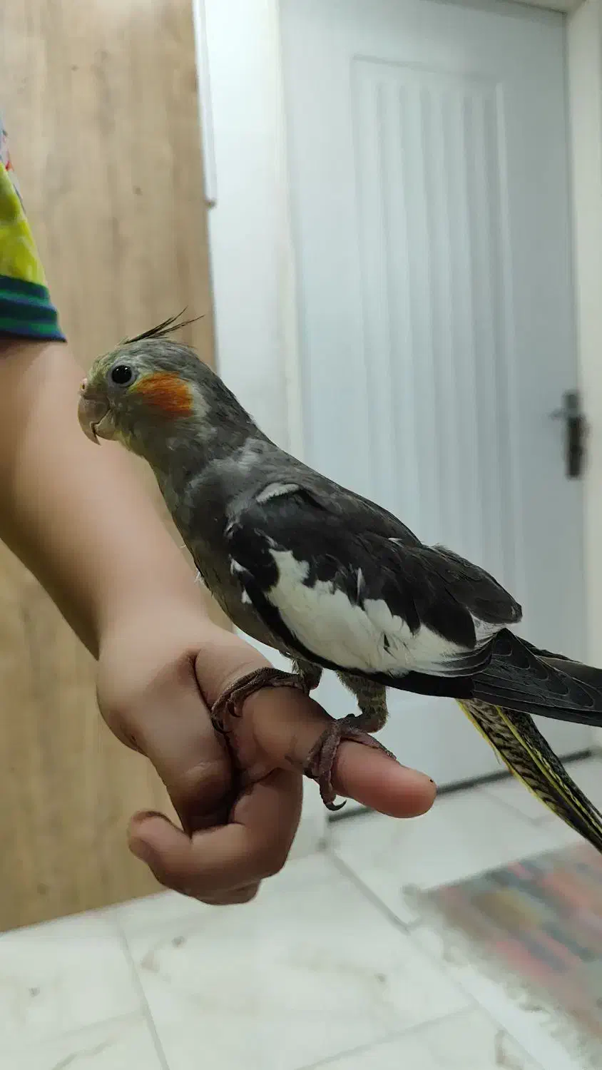 جوجه عروس هلندی|پرنده|رشت, کوی مهر|دیوار