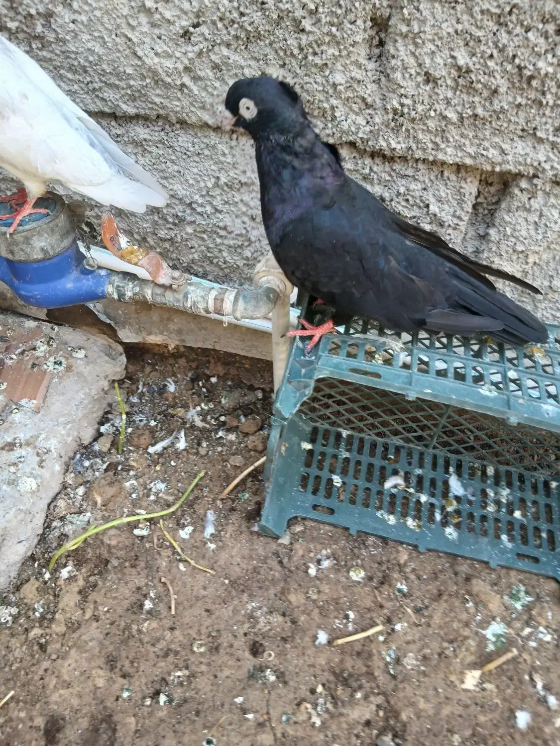 کبوتر زاغ آبادانی|پرنده|بندر ماهشهر, |دیوار