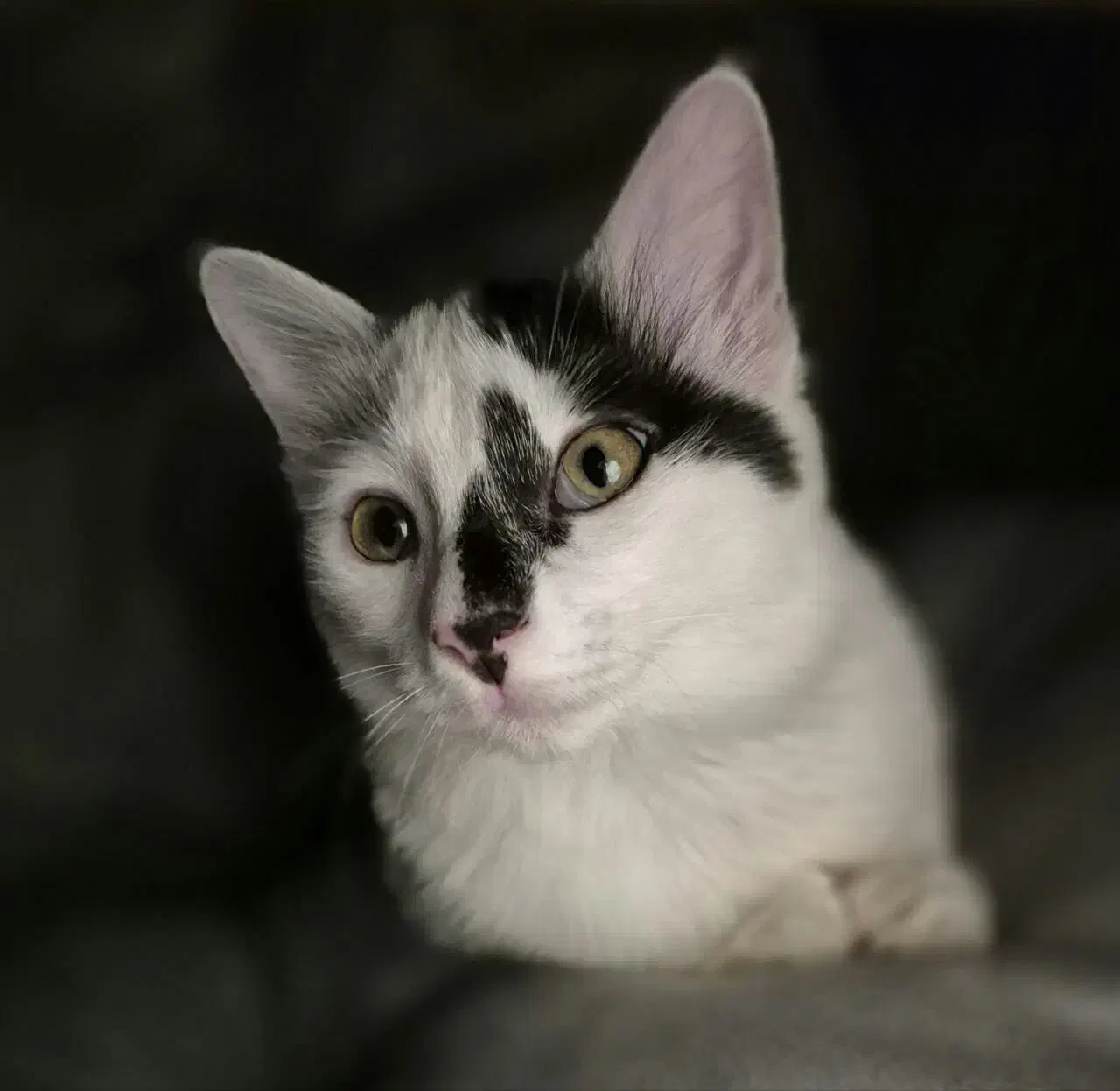 پانسیون خانگی گربه|خدمات پیشه و مهارت|کرج, کوی مهر|دیوار