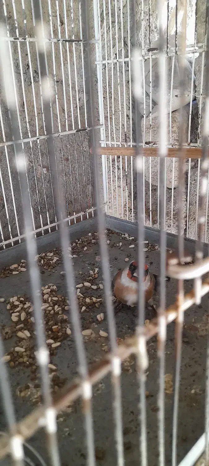 سهره ماده|پرنده|اردبیل, |دیوار