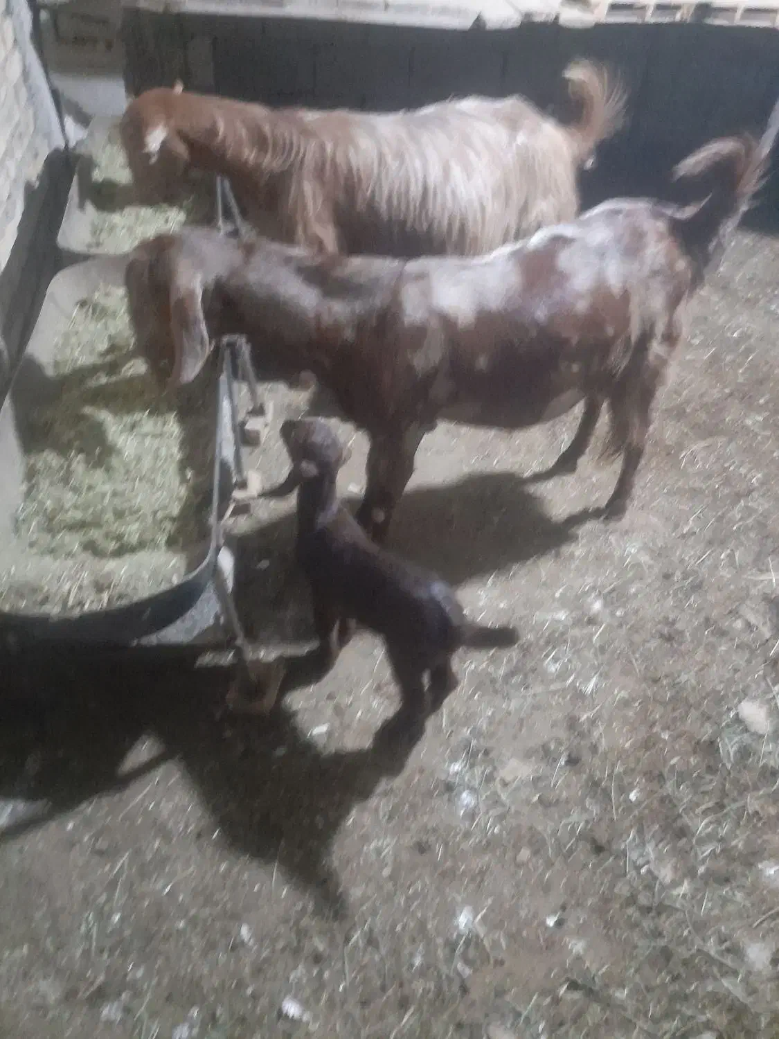 گم شدن دوراس بز|حیوانات مزرعه|رامهرمز, |دیوار