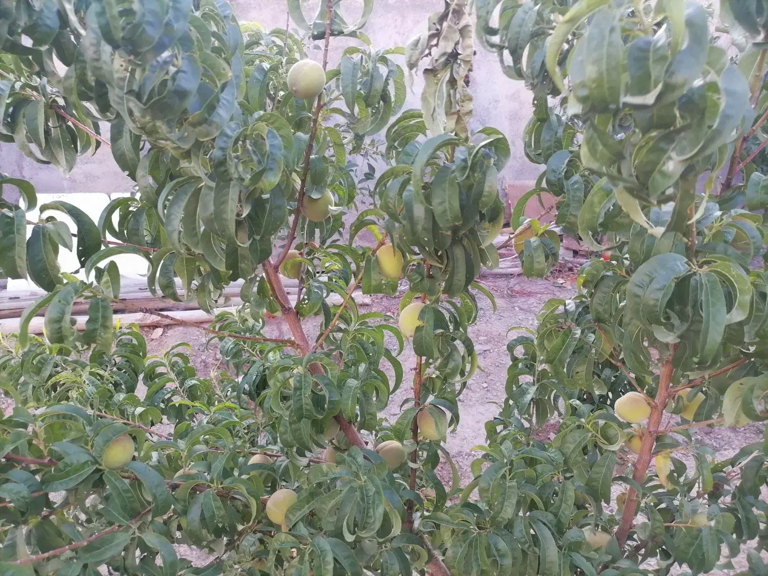 خانه باغ مبله 300 متری|فروش خانه و ویلا|زبرخان, |دیوار