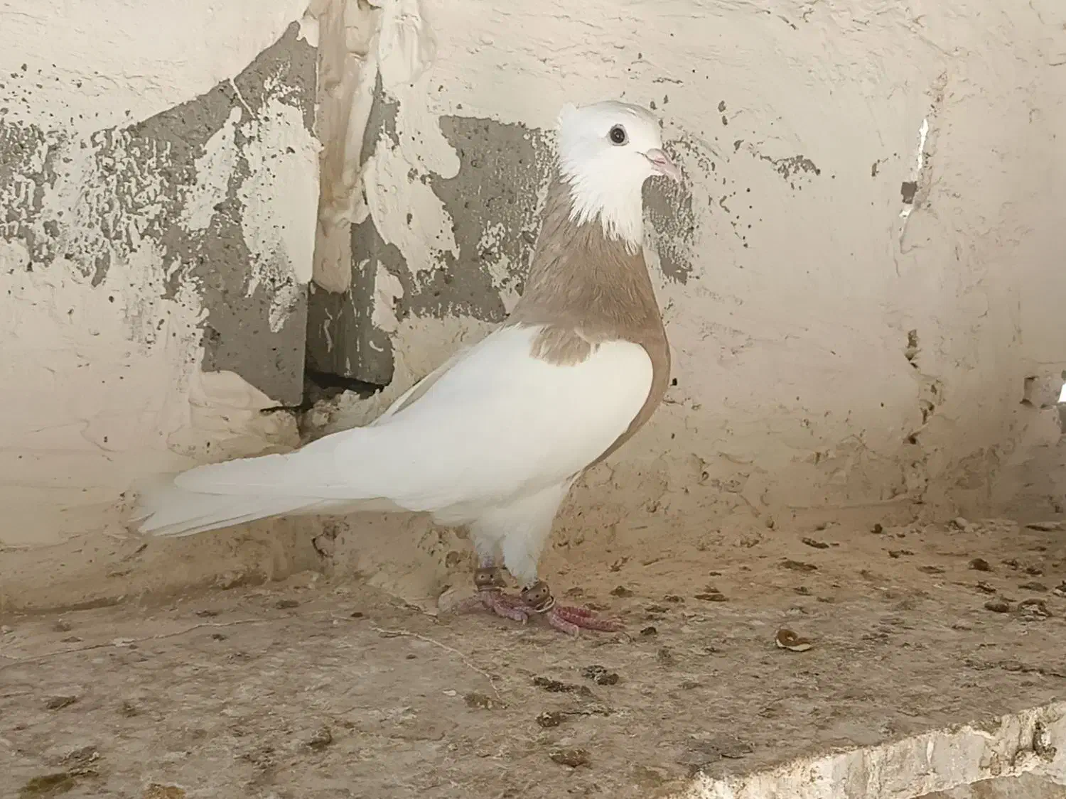 کبوتر|پرنده|کرخه, |دیوار