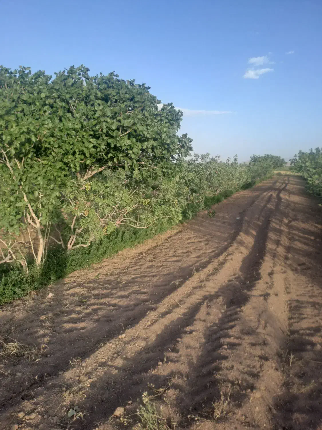 زمین پسته ای راین فیض اباد|فروش دفتر صنعتی، کشاورزی، تجاری|راین, |دیوار