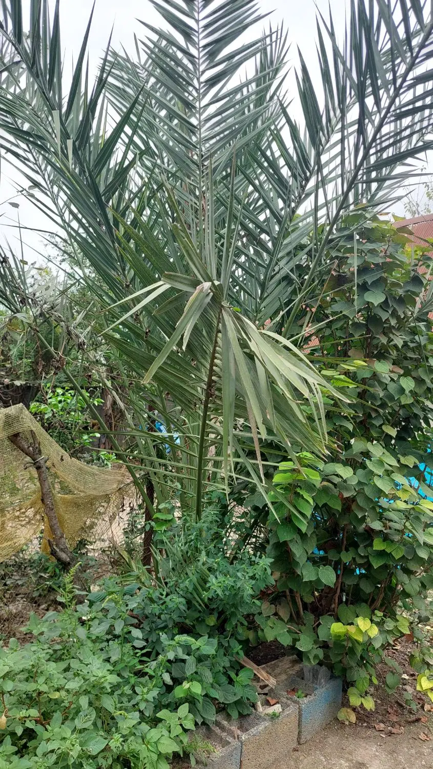 نخل خرما|گل و گیاه طبیعی|رشت, پسیخان|دیوار