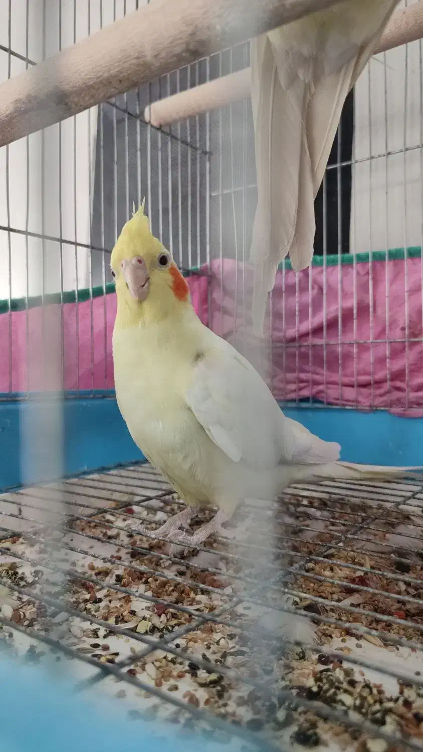 عروس هلندی لوتینو نر(بندر دیر )|پرنده|بندر دیر, |دیوار