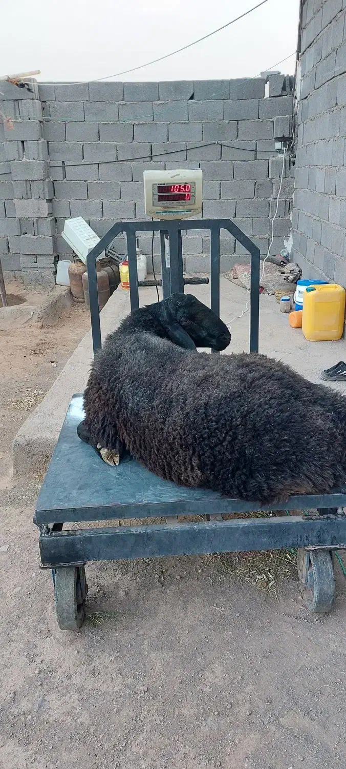 بره تکی وعمده ای|حیوانات مزرعه|ساوه, |دیوار