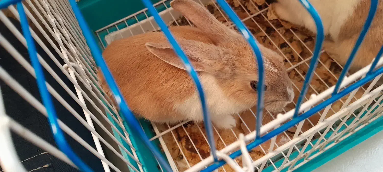 خرگوش بامزه و شیطون|موش و خرگوش|ری, دولتآباد|دیوار