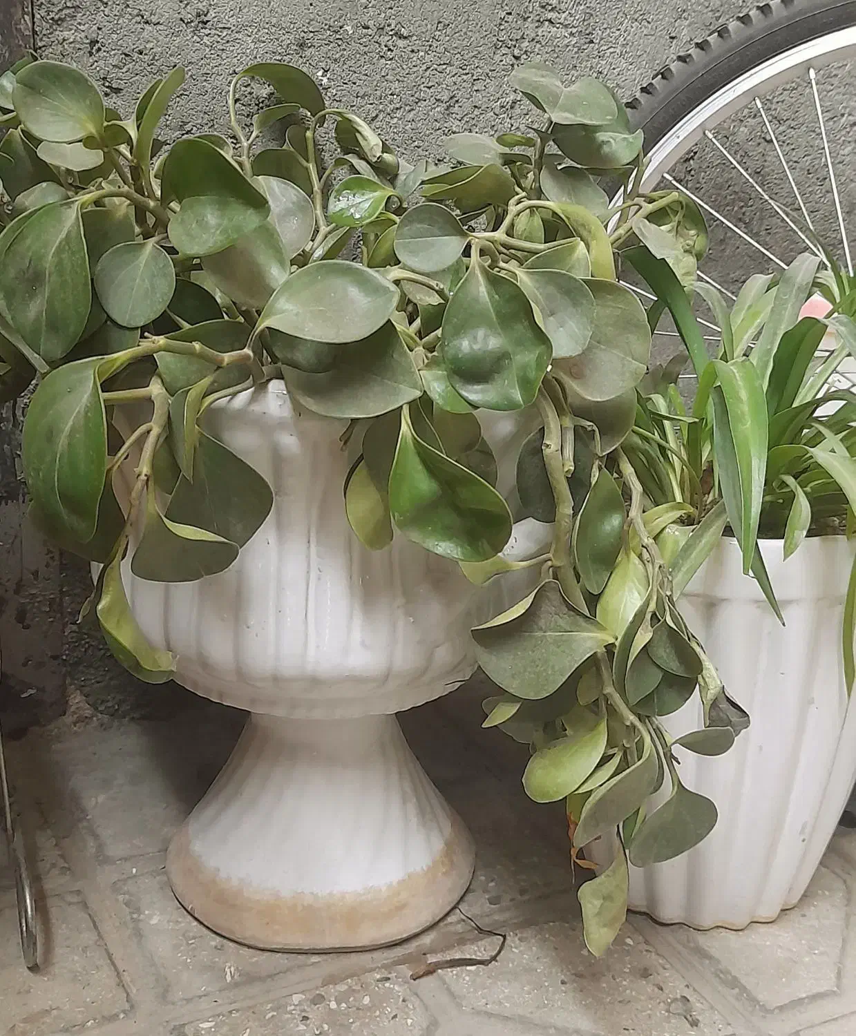 گل زیبا|گل و گیاه طبیعی|دورود, |دیوار