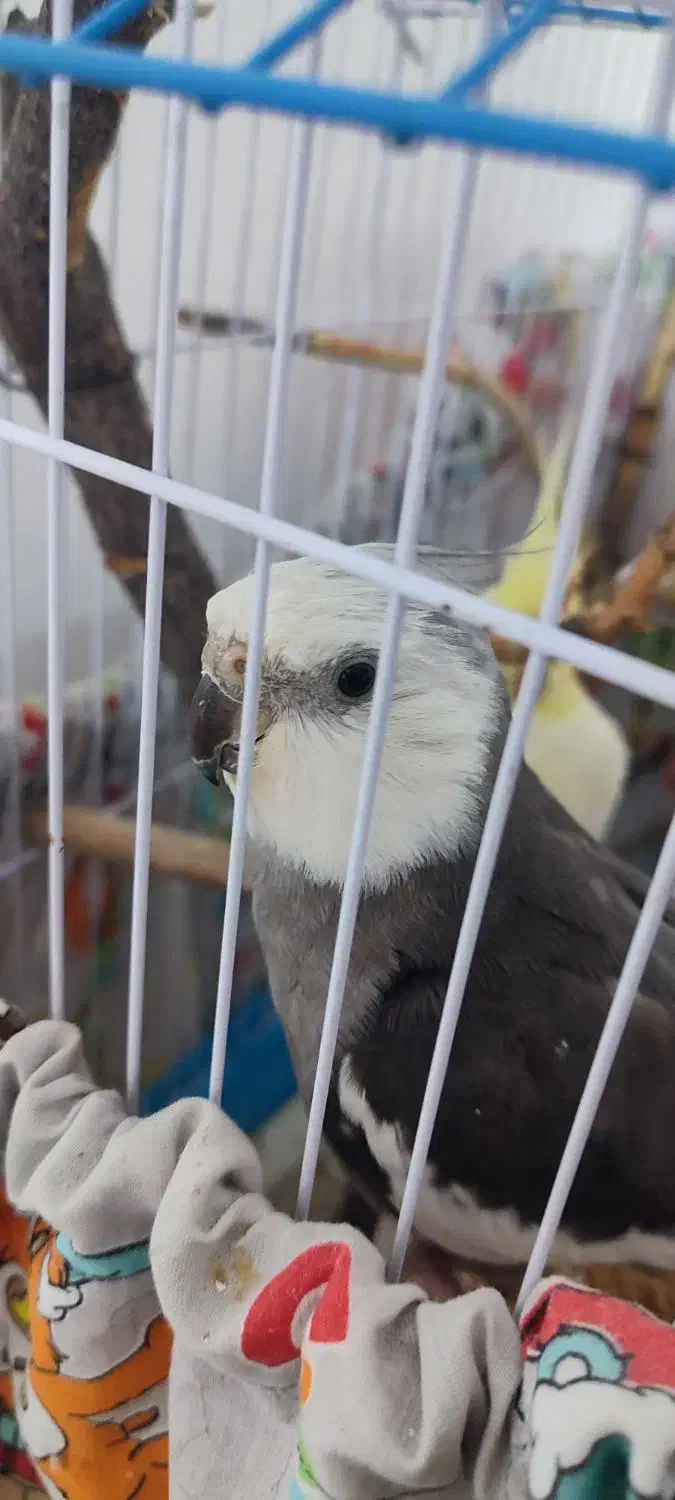 عروس هلندی جفت|پرنده|رشت, جماران|دیوار