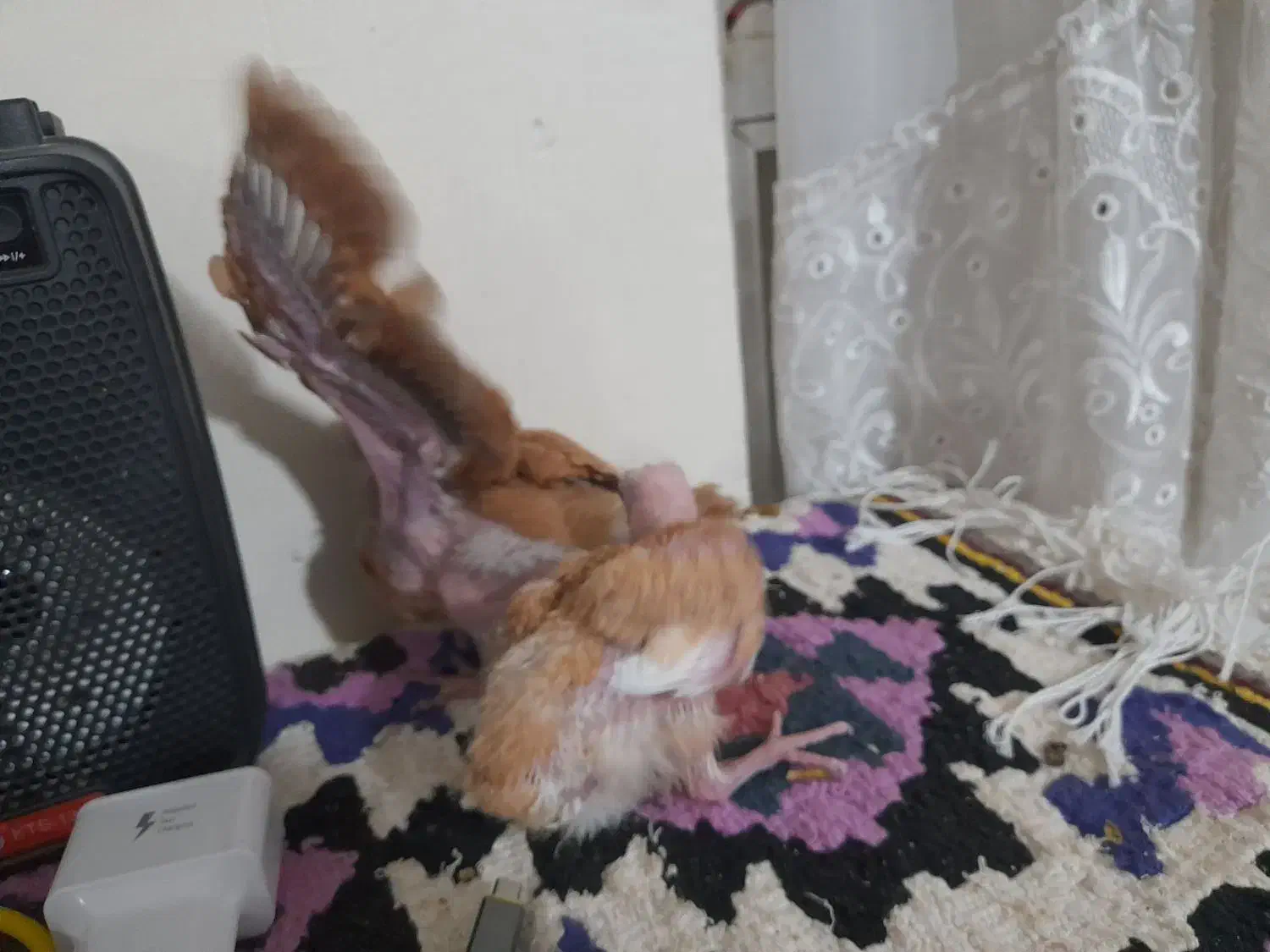 یه جفت جوجه|حیوانات مزرعه|زنجان, |دیوار