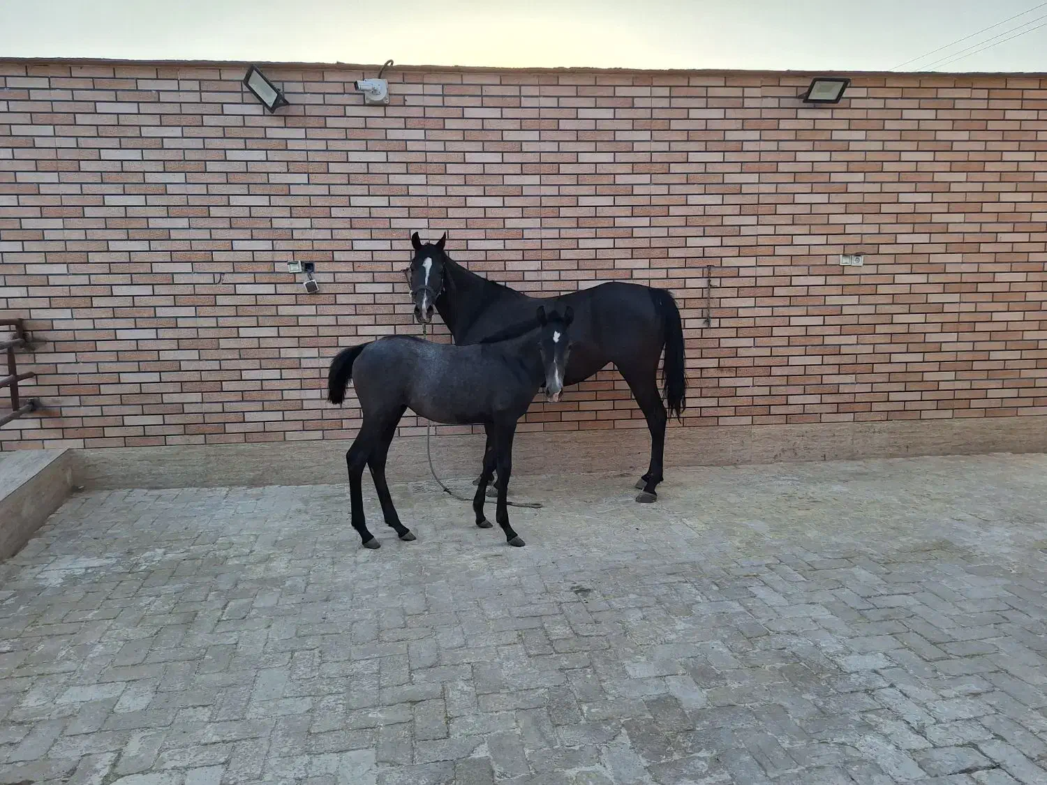 فروش اسب|اسب و تجهیزات اسب‌سواری|رامشه, |دیوار