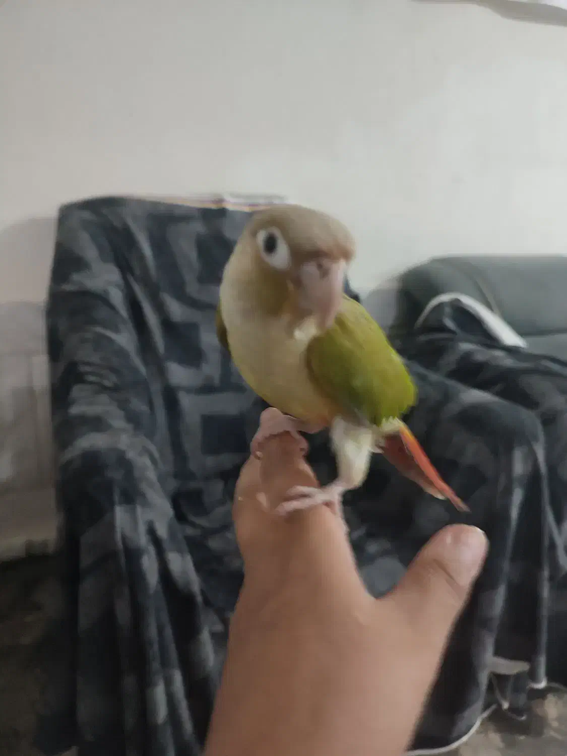 طوطی گرینچیک دستی خیلی ازوم اهلی|پرنده|خواف, |دیوار