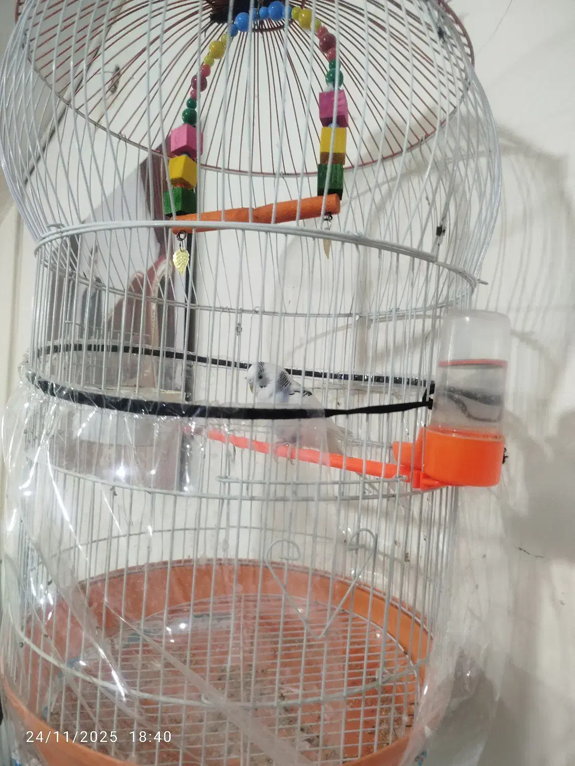 مرغ عشق با قفس|پرنده|مشهد, نوید|دیوار