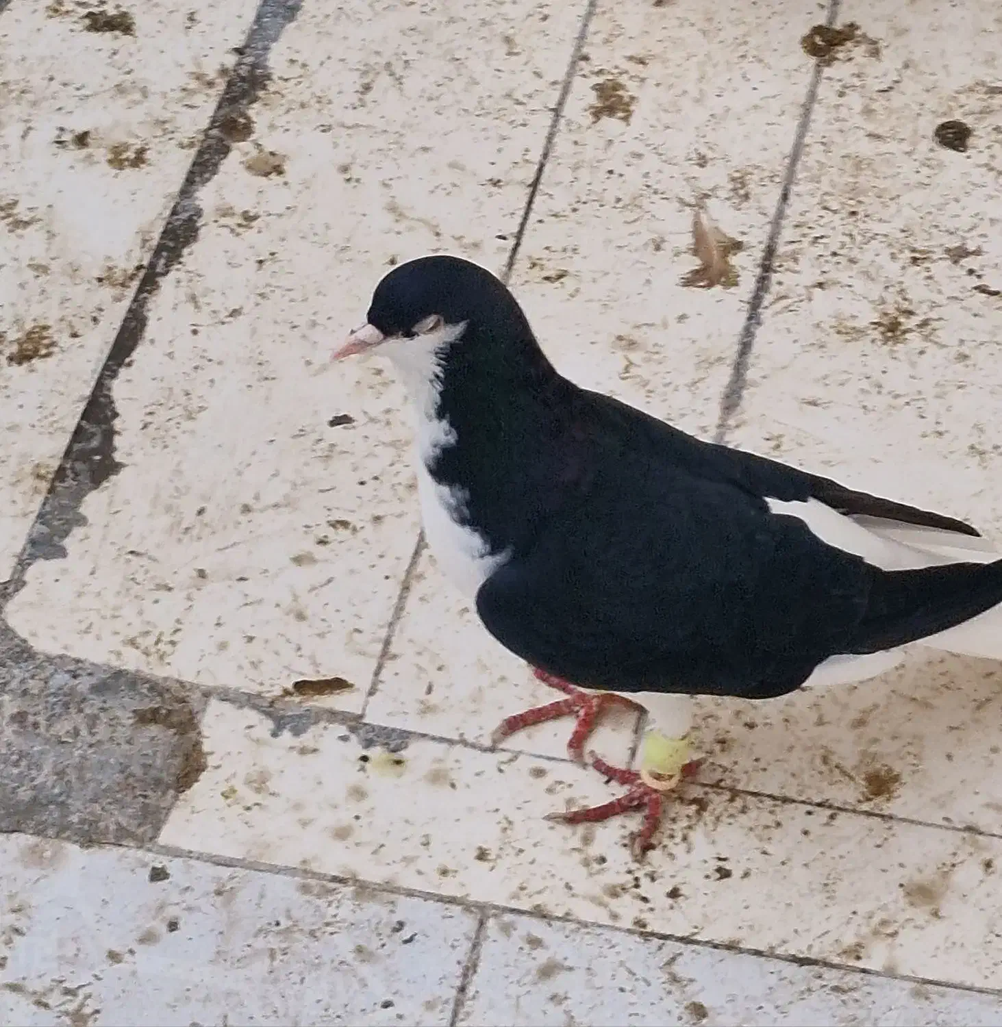 سیاه پوش|پرنده|قزوین, |دیوار