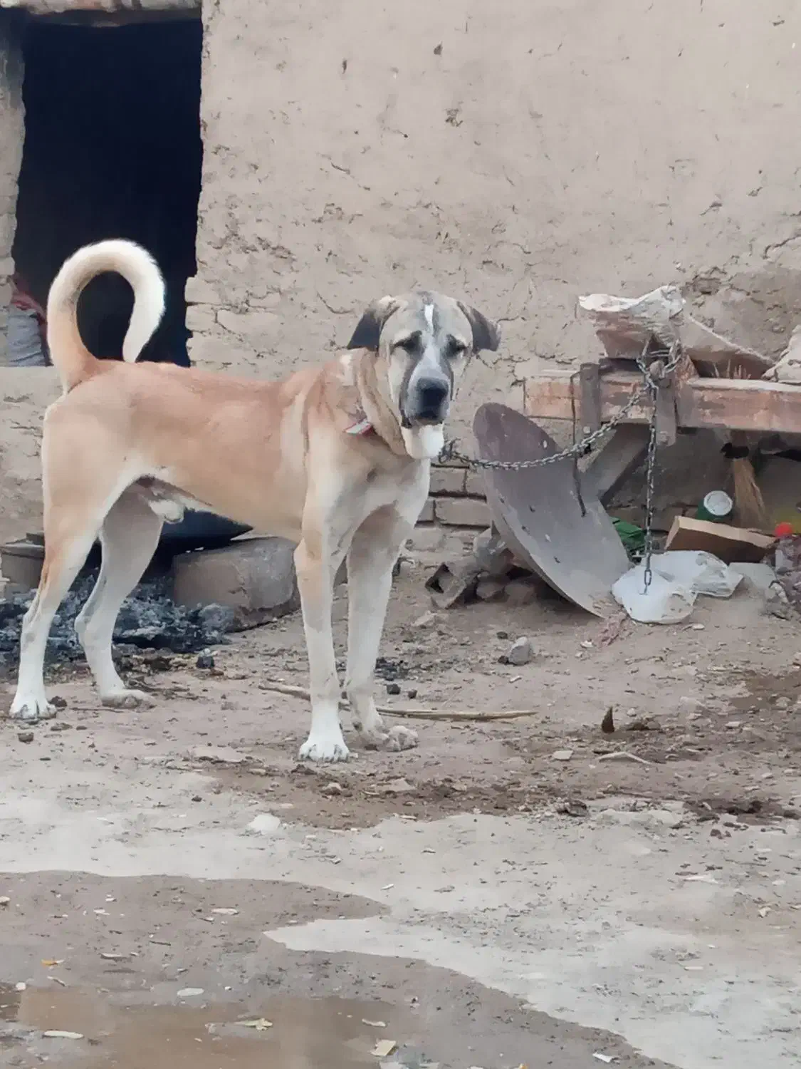 واگذاری سگ سرابی|سگ|کرمانشاه, |دیوار