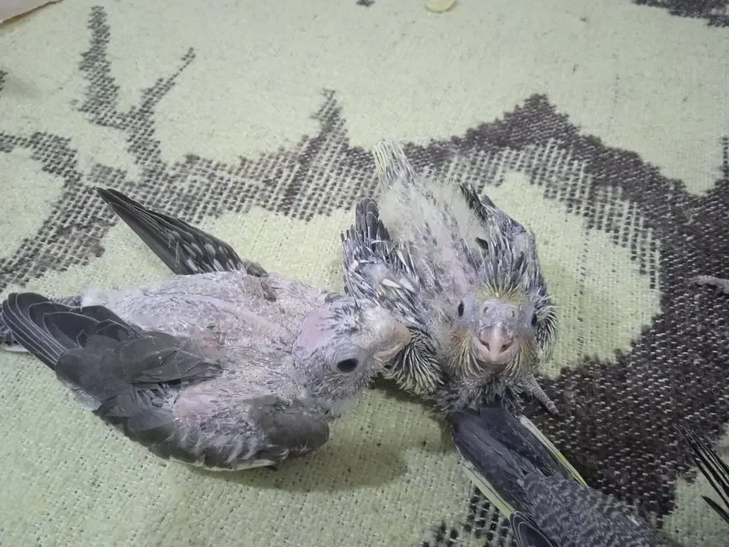 جوجه عروس هلندی|پرنده|بندر کنگان, |دیوار