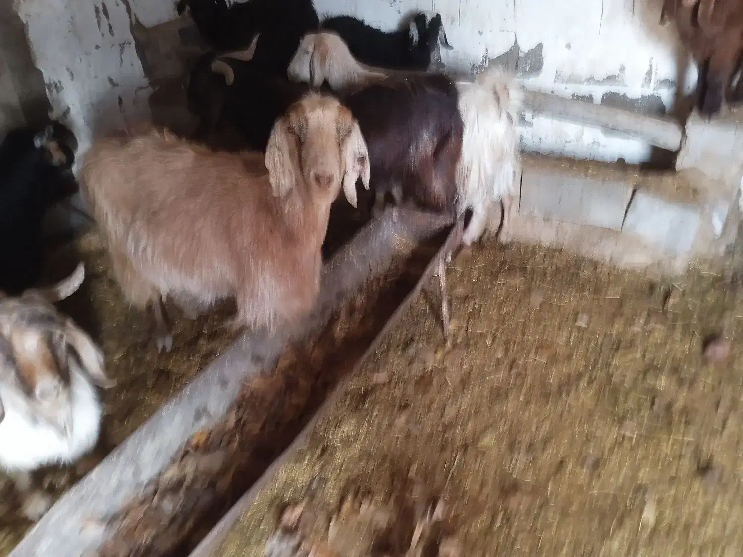 بز ابستن|حیوانات مزرعه|میاندوآب, |دیوار