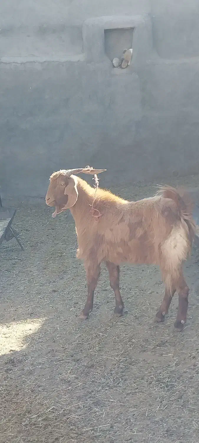 نربز دوبور|حیوانات مزرعه|خرقان, |دیوار