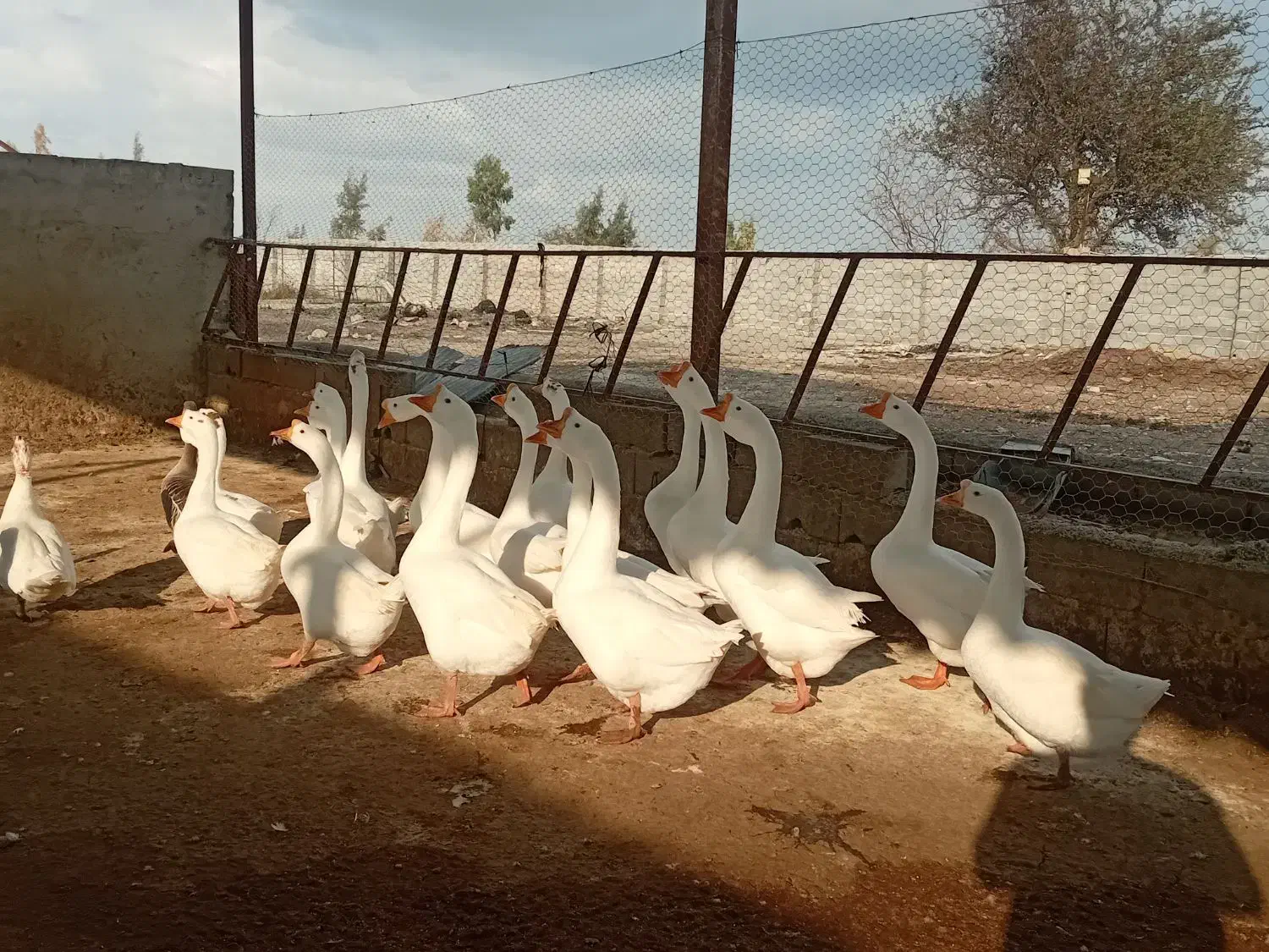 قو غاز|حیوانات مزرعه|گرگان, |دیوار