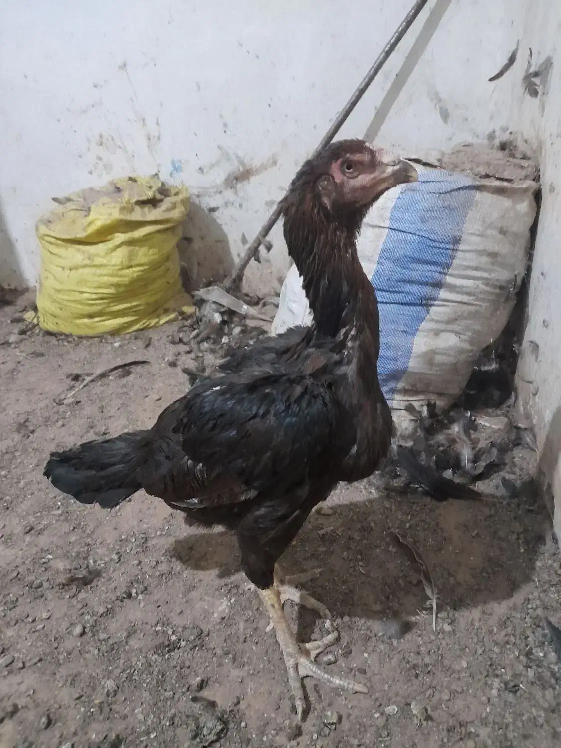 مرغ و خروس لاری معاوضه با دوچرخه ۲۶|حیوانات مزرعه|تربت جام, شهید مدرس|دیوار