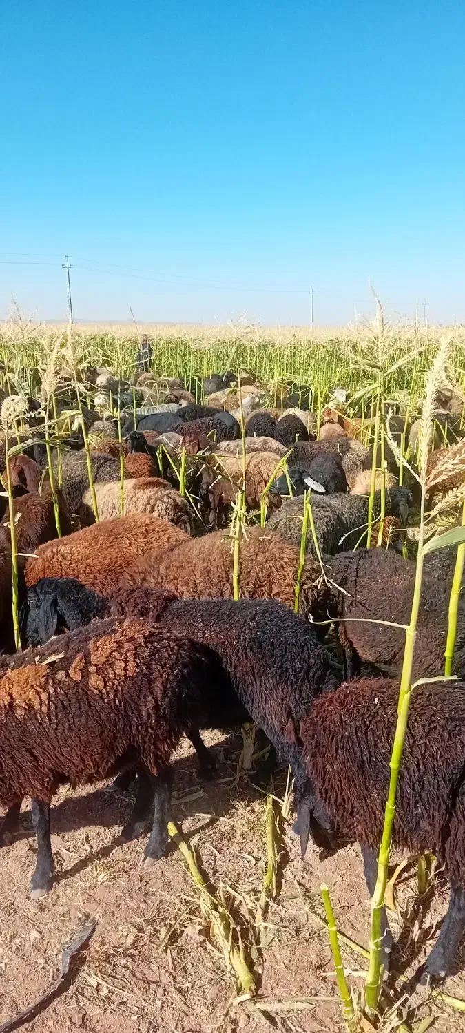 میش و شیشک درجه یک|حیوانات مزرعه|فامنین, |دیوار