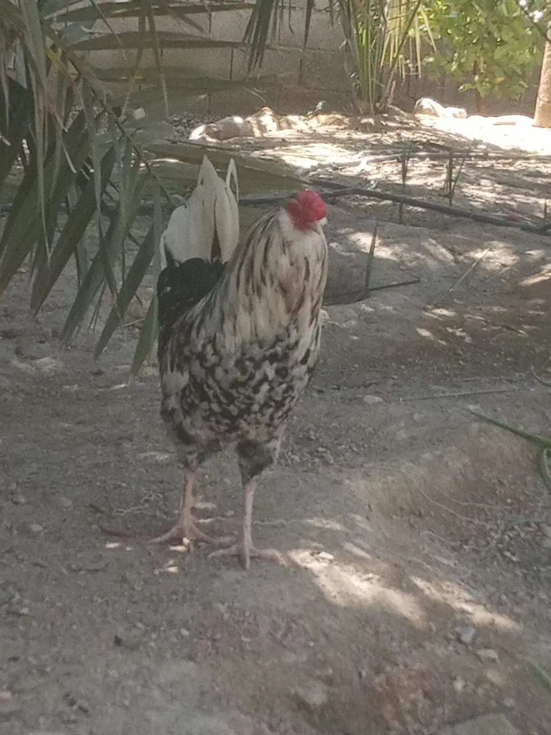 خروس گلین|حیوانات مزرعه|بندرعباس, |دیوار